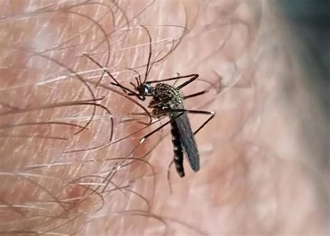 Mosquitoes Are Swarming After Recent Heavy Rains The Washington Post