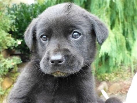 Maybe you would like to learn more about one of these? Eight Adorable Lab/Rottweiler/Mix Puppies ready for Adoption for Sale in La Center, Washington ...