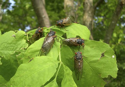 Billions Of Sex Starved Cicadas Set To Invade The U S East Coast