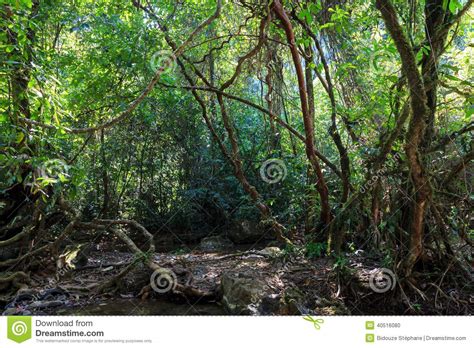 20514 Dense Jungle Photos Free And Royalty Free Stock Photos From