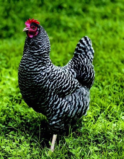 35 Gorgeous Backyard Chickens Breeds Home Decoration Style And Art