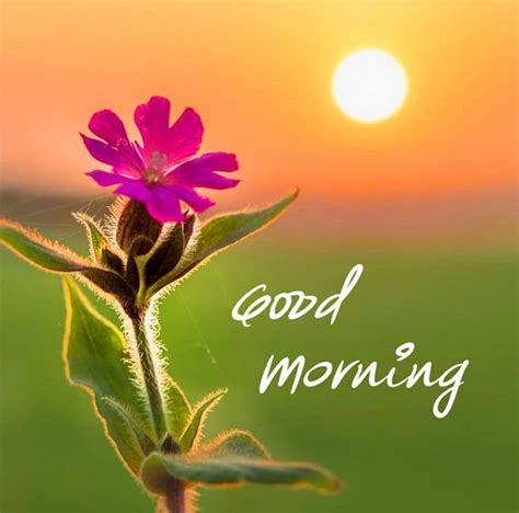 Pink Love Flower Sunrise For Morning Images Good Morning Images