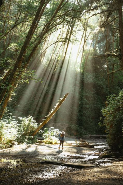 I'm not going to lie though, it was amazing but also kind of creepy. How To Find Fern Canyon Trail in the California Redwoods ...