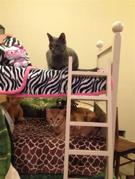 Kitty Bunk Beds Bed Bunk Beds Bunks