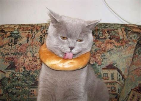Funny Photos Of Animals Eating That Will Make You Smile