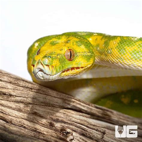 Adult Biak Green Tree Pythons Morelia Viridis For Sale Underground