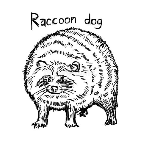 Raccoon Dog Vector Illustration Sketch Hand Drawn Stock Vector
