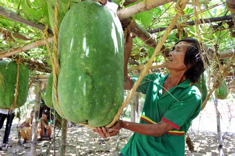 Giant Winter Melons Fail To Bring A Profit Society Vietnam News
