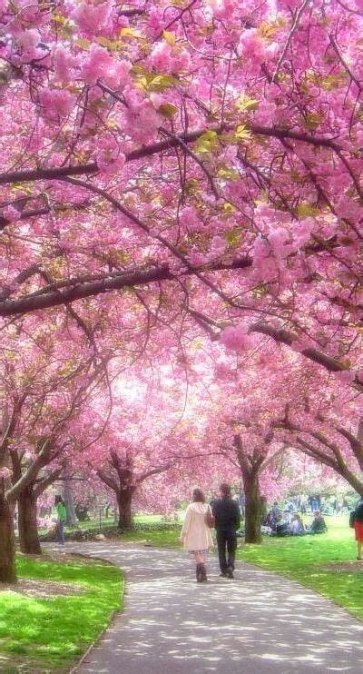 Colours Beautiful World Beautiful Places Cherry Blossom