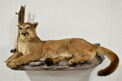 Lot - Full Body Mountain Lion Taxidermy Wall Mount