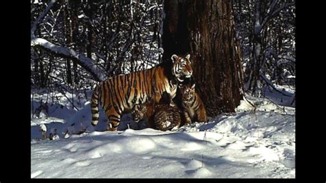 Rare Siberian Tiger Cubs Born In Russian Reserve Mental Floss