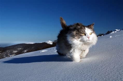 Cat On The Purest Snow Natures Wallpapers