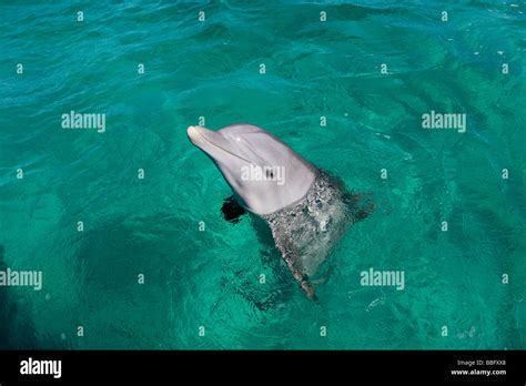 Wide Angle View Bottlenose Dolphin Hi Res Stock Photography And Images