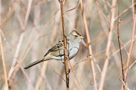 Female White Crowned Sparrow Stock Image F0315439 Science Photo