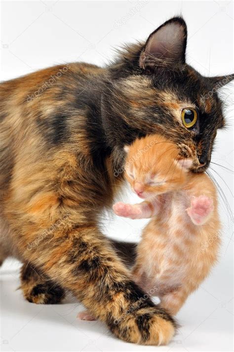 Mother Cat Carrying Newborn Kitten Stock Photo By ©cherry Merry 6670122