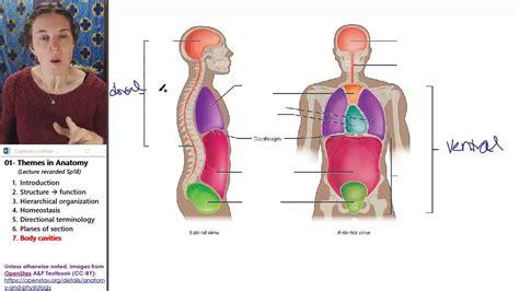 Internal organ anatomy chart photos diagram of girls internal organ human anatomy library woman diagram body diagram of a womans body muscle. Anatomical Themes 7 Body cavities - YouTube