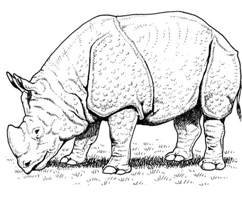 • this short video discuss how to apply color on parts for modeling and for.it helps me to reach more people and allow me to create more free videos! Indian Rhino coloring page | Free Printable Coloring Pages