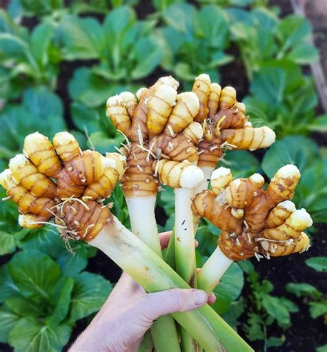 How To Grow Turmeric From Seed To Table In Any Zone Homestead And