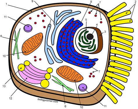 In the past, i have used transcription coloring to reinforce the concept of … label: Animal And Plant Cell Coloring Worksheet Answers Key ...