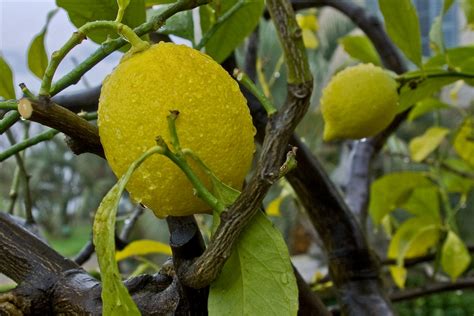 Lemon Jelly Pomona Pectinpomona Pectin