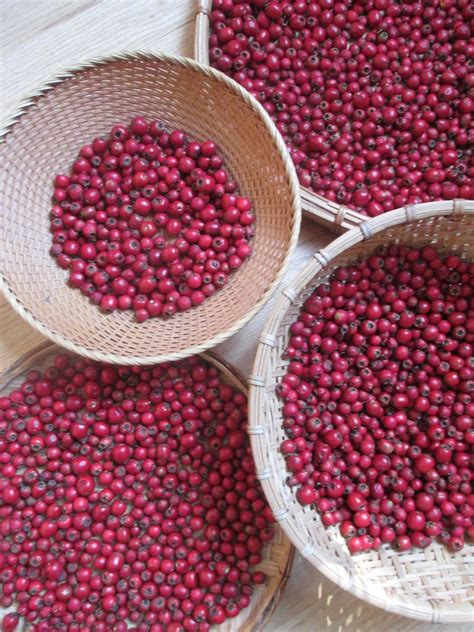 Hawthornberry — Wild Foods And Medicines