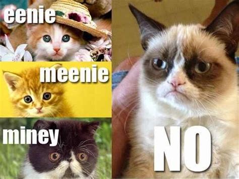 Grumpycat Meme For More Grumpy Cat Quote Humor And Meme Visit