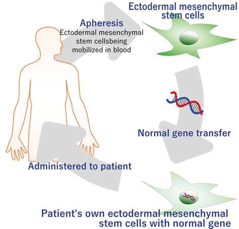 Stem Cell Gene Therapy Stemrim