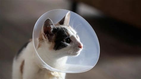 What To Expect After Neutering A Cat Best Way To Neuter A Cat