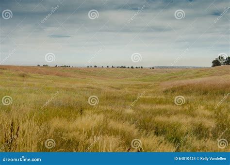 Field Of Grass In Colorado Stock Photo Image Of Fall 64010424