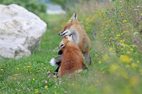 Fox Love Photograph By Mary Lee Agnew Fine Art America