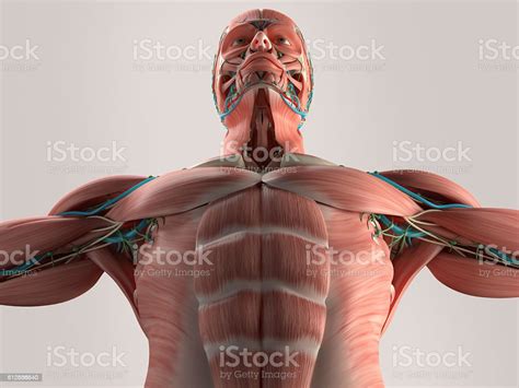 Human Anatomy Chest From Low Angle Bone Structure Veins Muscle Stock