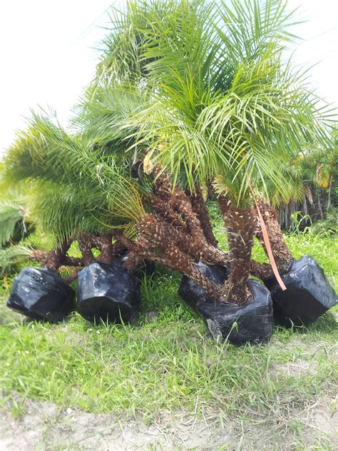 Florida Palm Trees Florida Southern Florida Palm Trees Drought