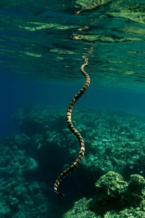 10 Most Poisonous And Deadliest Snakes Of The World Neopress