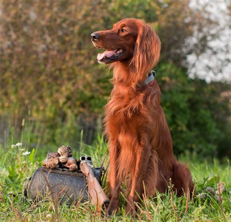 Bird Hunting Dog Breeds Pet Ponder