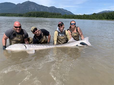 How To Fish For Sturgeon In Bc The Complete Guide