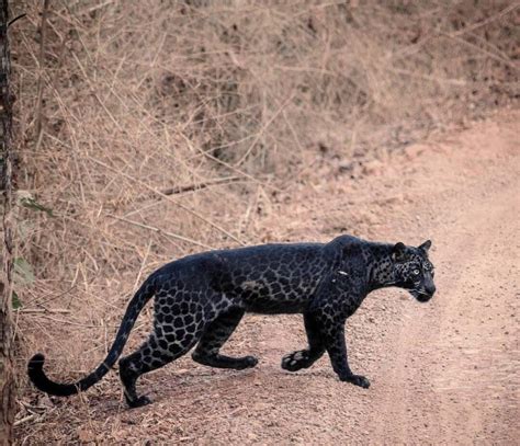 A Rare Black Leopard Rpics