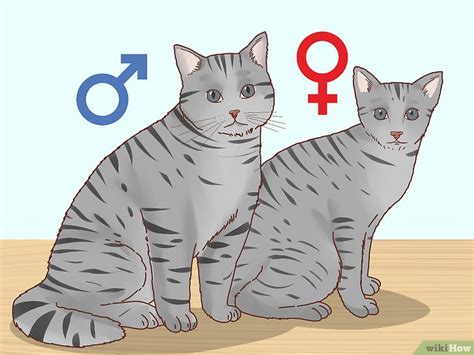 How To Determine The Sex Of A Kitten