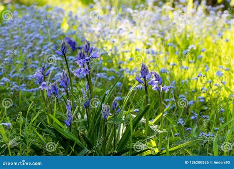 Wild Bluebell Flowers In Springtime Stock Photo Image Of Common