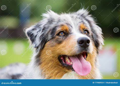 Portrait Of An Australian Shepherd Dog Stock Photo Image Of Pets