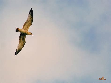 Free Spirit Immature Ring Billed Gull Larus Flickr