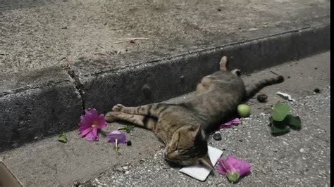 Cat Badly Injured Left To Die At The Side Of The Road Youtube