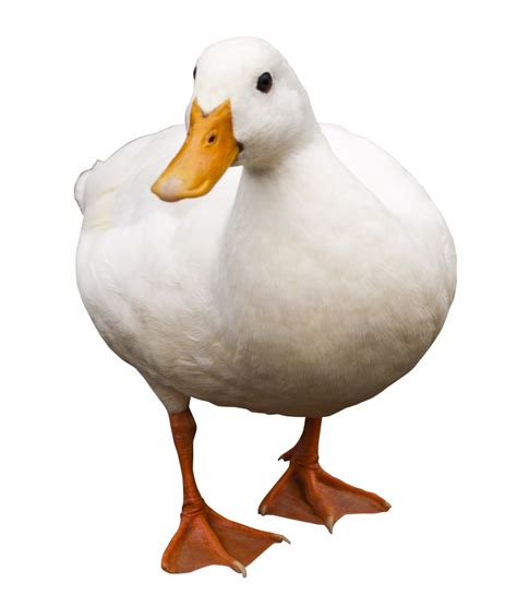 Duck From Side Png Image Purepng Free Transparent Cc0 Png Image Library
