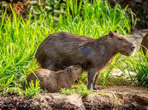 Capibara Conoce Al Roedor Más Grande Del Mundo