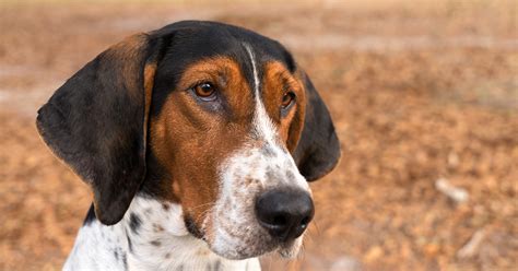 Can Coonhounds Live With Cats