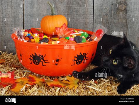 Black Cat Protecting Halloween Candy Stock Photo Alamy
