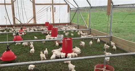 Pasturebird Raises Funding To Create Largest Pastured Poultry Farm In Us Using Regenerative