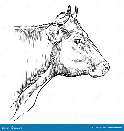 Head Of Thoughtful Bull Hand Drawing Illustration Stock Vector