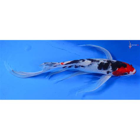 12 Imported Sanke Butterfly Koi Koi Fish For Sale