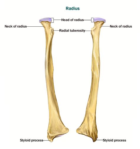Labelled Radius Bone Distal To The Elbow The Body Of The Radius