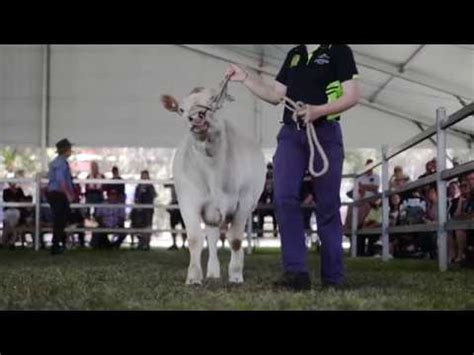Perth Royal Show Cattle Auction 2018 YouTube